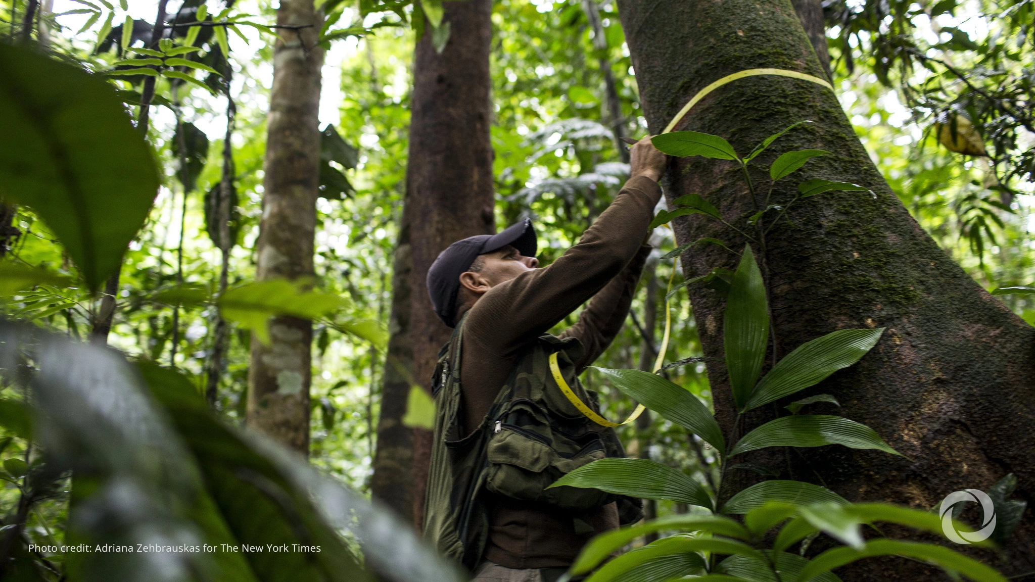Impact Fund Denmark backs largest forest restoration fund in South America